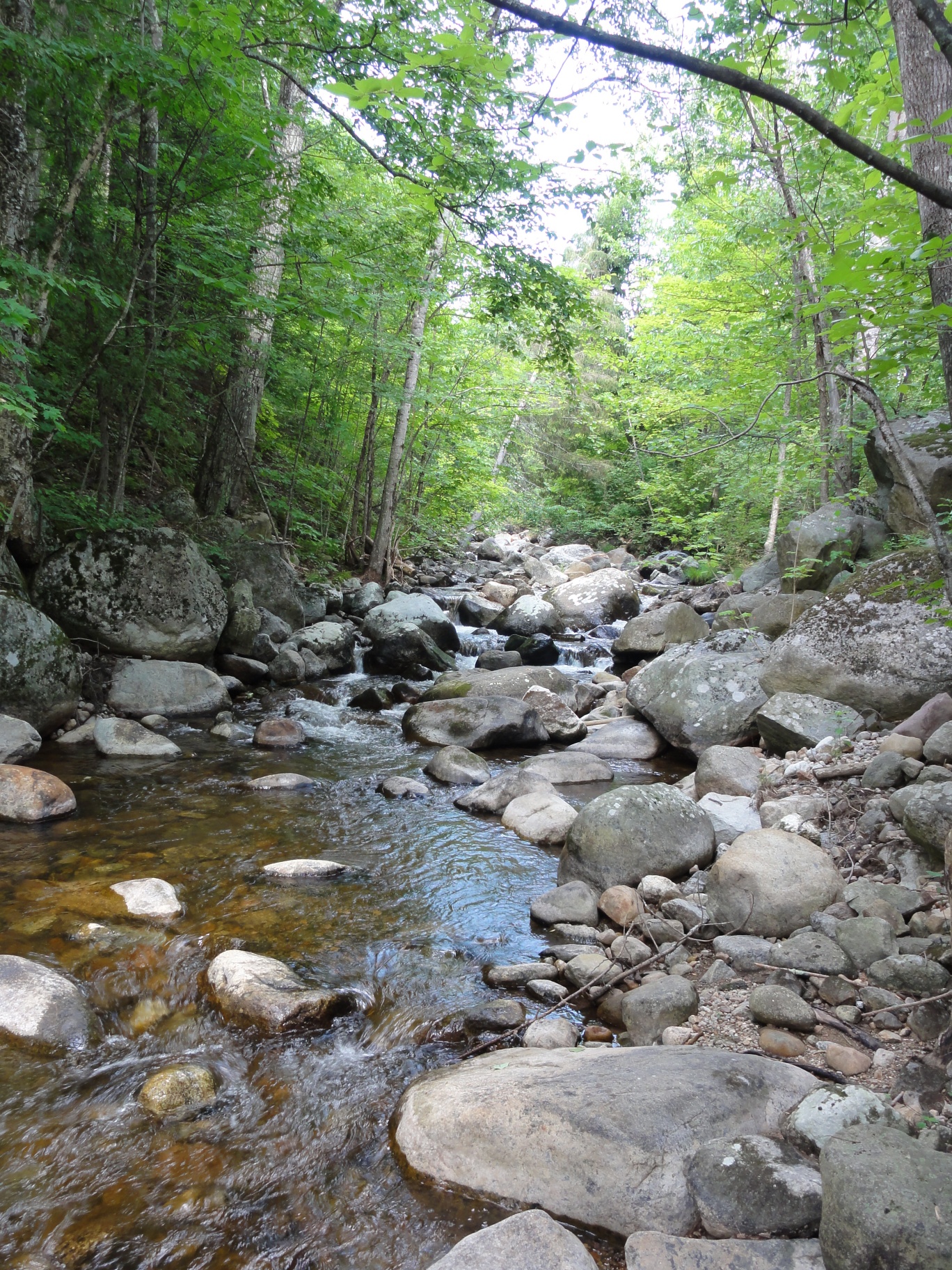 lewis brook behind inn